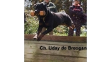 Rottweiler. Uday de Breogan. Rottweiler. Uday de Breogan.