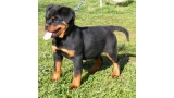 Rottweiler. Daxi De Breogan.