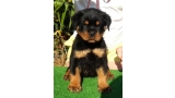 Rottweiler. Quentyn De Breogan con 1 5 meses. Rottweiler. Quentyn De Breogan con 1 5 meses.