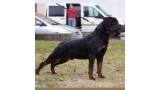 Rottweiler.  Ch. Indio De Breogan.