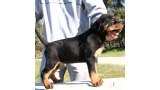 Rottweiler. Elga De Breogan.