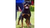 Rottweiler. Checa Del Calvijar. Rottweiler. Checa Del Calvijar.