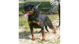 Rottweiler. Basia De Breogan.