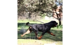 Rottweiler.  Ch. Jerry Lee Van Gorgar.