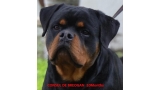 Rottweiler. Consul De Breogan.