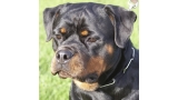 Rottweiler.  Ch. Ruby Miracle Rott.