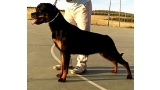Rottweiler.  Ch. Roma De Breogan.