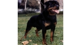 Rottweiler.  Ch. Niko De Breogan.