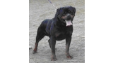 Rottweiler.  Ch. Tim Von Der Scherau. Rottweiler.  Ch. Tim Von Der Scherau.