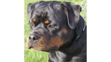 Rottweiler.  Ch. Ruby Miracle Rott.