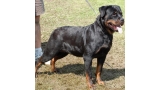 Rottweiler. Eva de Breogan. Rottweiler. Eva de Breogan.