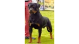 Rottweiler. Quex I De Breogan. Rottweiler. Quex I De Breogan.