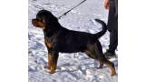 Rottweiler. Balko Vom Hause Pista.