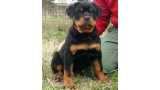 Rottweiler. Puppies Of Royal Musketiers Kennel. Ch. Jerry Lee van Gorgar x Kris of Royal Musketiers