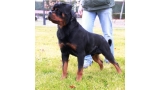 Rottweiler.  Ch. Falco Von Haus Drazic.