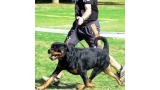 Rottweiler.  Ch. Falco Von Haus Drazic.