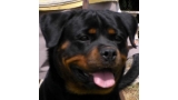 Rottweiler. Holly De Breogan. Rottweiler. Holly De Breogan.