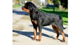 Rottweiler. Pipin Von Haus Drazic.