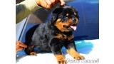 Rottweiler. Puppy Of Porto Kennel.