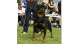 Rottweiler.  Ch. Falco Von Haus Drazic.