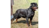Rottweiler.  Ch. Eva De Breogan. Rottweiler.  Ch. Eva De Breogan.