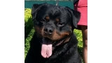 Rottweiler.  Ch. Marko De Breogan.