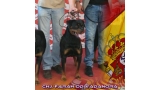 Rottweiler.  Ch. Farah Od Vadanora con 13 meses.