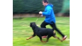 Rottweiler.  Ch. Falco Von Haus Drazic.