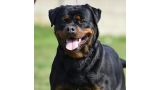 Rottweiler. Dona Of Nicola´s Lion.