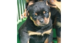 Rottweiler. Camada H.