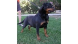 Rottweiler.  Ch. Isla De Breogan.