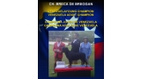 Rottweiler. Ch. Breca de Breogan. Rottweiler. Ch. Breca de Breogan.