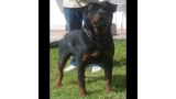 Rottweiler.  Ch. Limbo De Breogan. Rottweiler.  Ch. Limbo De Breogan.