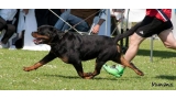 Rottweiler. GERO KING OF THE EAST.
