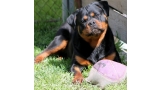Rottweiler.  Ch. Shery Brko Star.