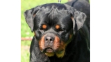 Rottweiler.  Ch. Xedor Brcko Star.