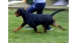 Rottweiler.  Ch. Oki Vom Haus Drazic.