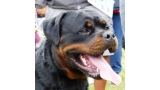 Rottweiler.  Ch. N´rock N´roller From House Rotvis.