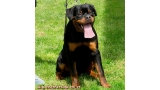 Rottweiler. Dragon Zara Cro Rott.