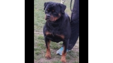 Rottweiler.  Ch. Fanta Of Nicola´s Lion.