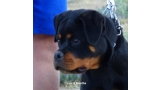 Rottweiler. Lua De Breogan con 8 meses.