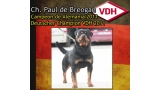 Rottweiler. Ch. Paul de Breogan. Rottweiler. Ch. Paul de Breogan.