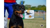 Rottweiler. Honda I De Breogan.