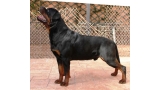 Rottweiler.  Ch. Jerry Lee Van Gorgar.