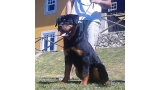 Rottweiler. Tasko De Breogan.