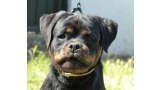 Rottweiler. Gery De Breogan con 3 5 meses. Rottweiler. Gery De Breogan con 3 5 meses.