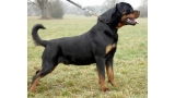 Rottweiler.  Ch. Rolf Darel.
