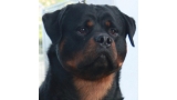 Rottweiler.  Ch. Marko De Breogan.