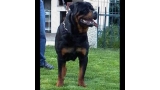 Rottweiler. Hasko De Breogan. Rottweiler. Hasko De Breogan.