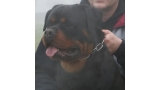Rottweiler. Pele Flash Rouses.